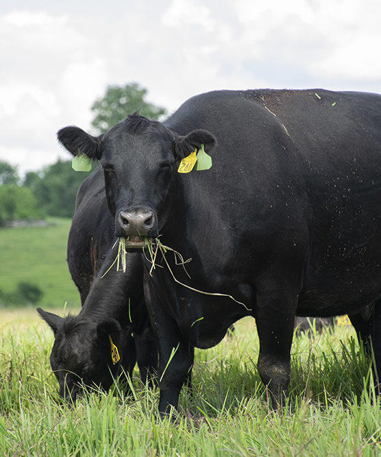 A black cow grazes on native grasses in a pasture. 