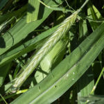 Closeup of a native grass seed head.
