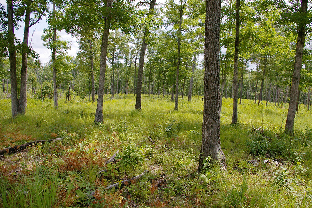 Restored savannah showing diverse understory of grasses, forbs, and woody species.