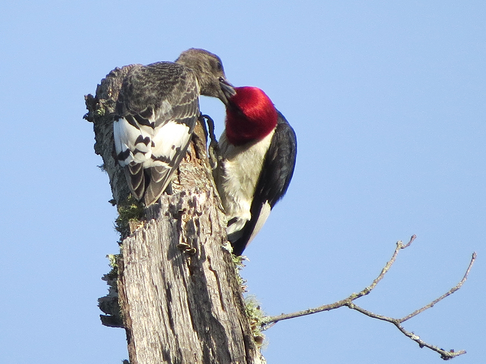 Red-headed woodpecker feeding a fledgling on a snag.