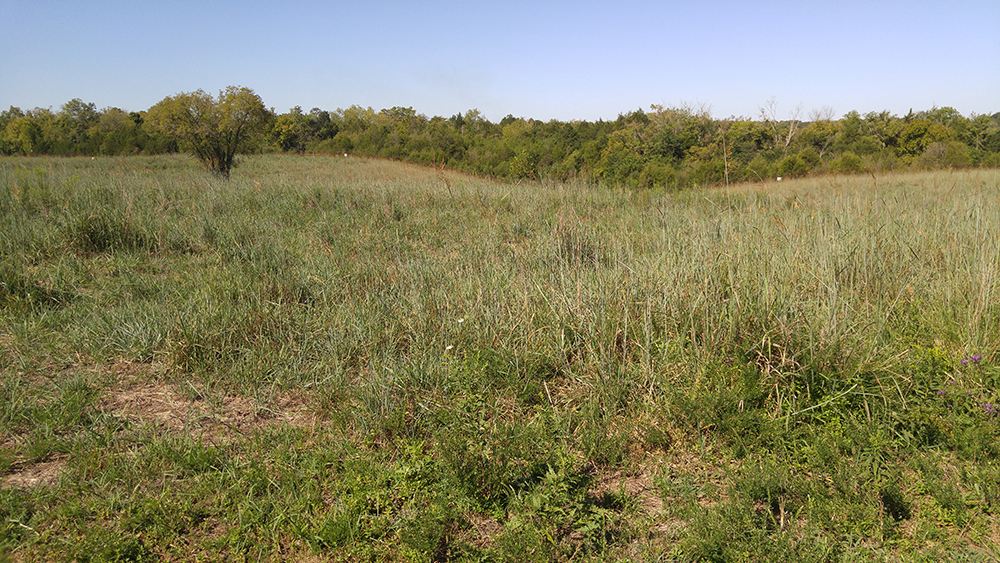 Grazed native grass pasture in late summer.
