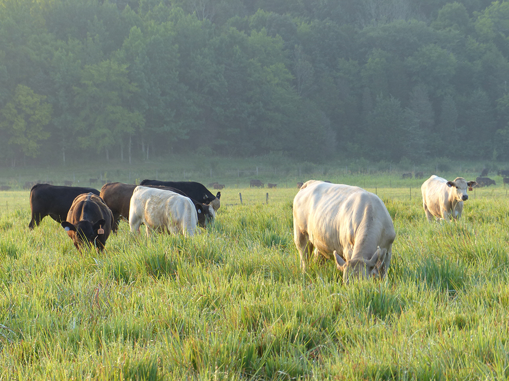 Cattle grazing a native grass pasture during a season-long, continuous grazing study.
