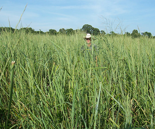 A man stands in a field of very tall switchgrass.