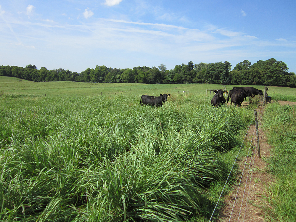 Cattle grazing an eastern gamagrass experimental pasture at a University of Tennessee AgResearch Center.