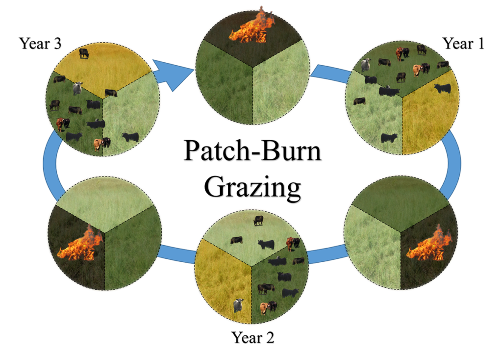 Schematic diagram of a three-patch system for patch-burn grazing. 