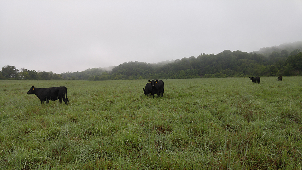 Steers grazing a mixed-species native grass pasture during late summer drought.