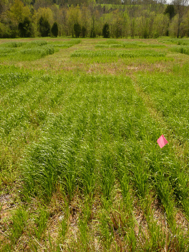 A field shows overseeding winter annuals into lowland switchgrass.