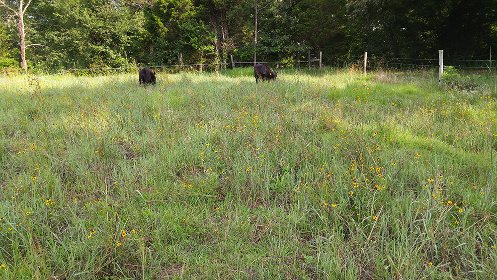 Steers grazing a switchgrass pasture overseeded with a 12-species blend of native forbs and legumes.