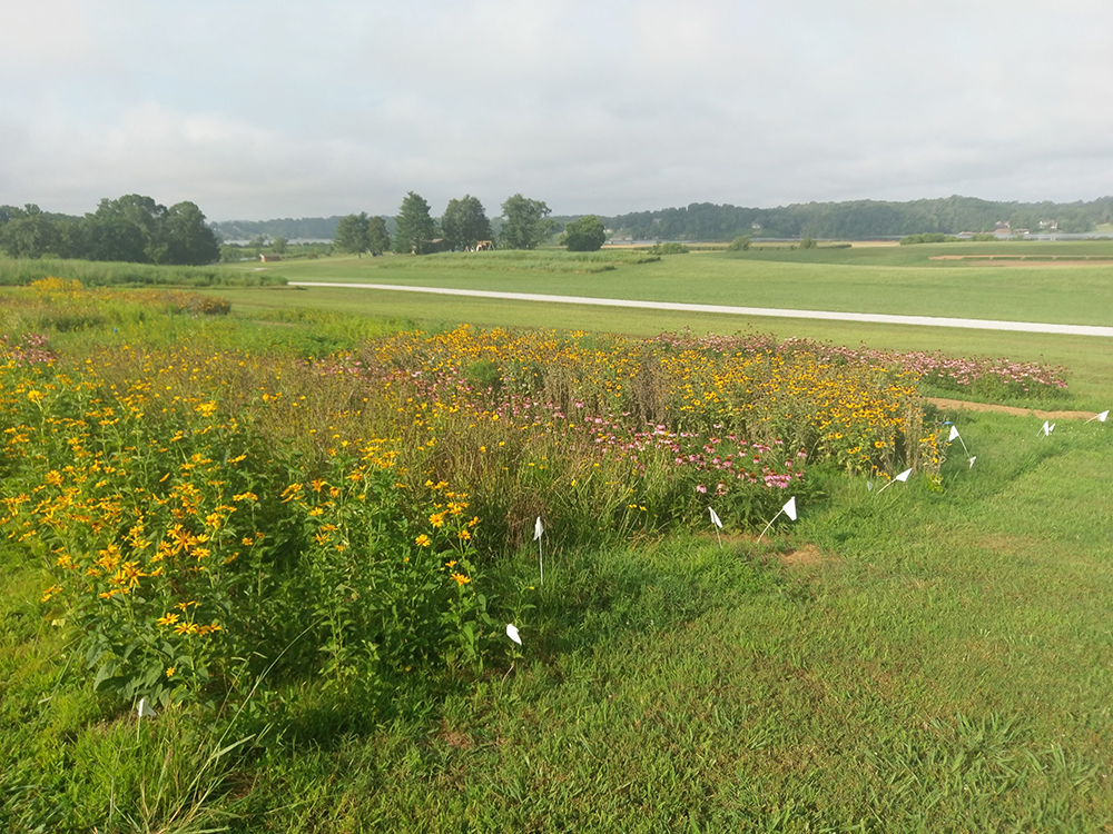 Research plots established to evaluate forage yield, persistence, and forage nutritive values of 12 native forbs and legumes.