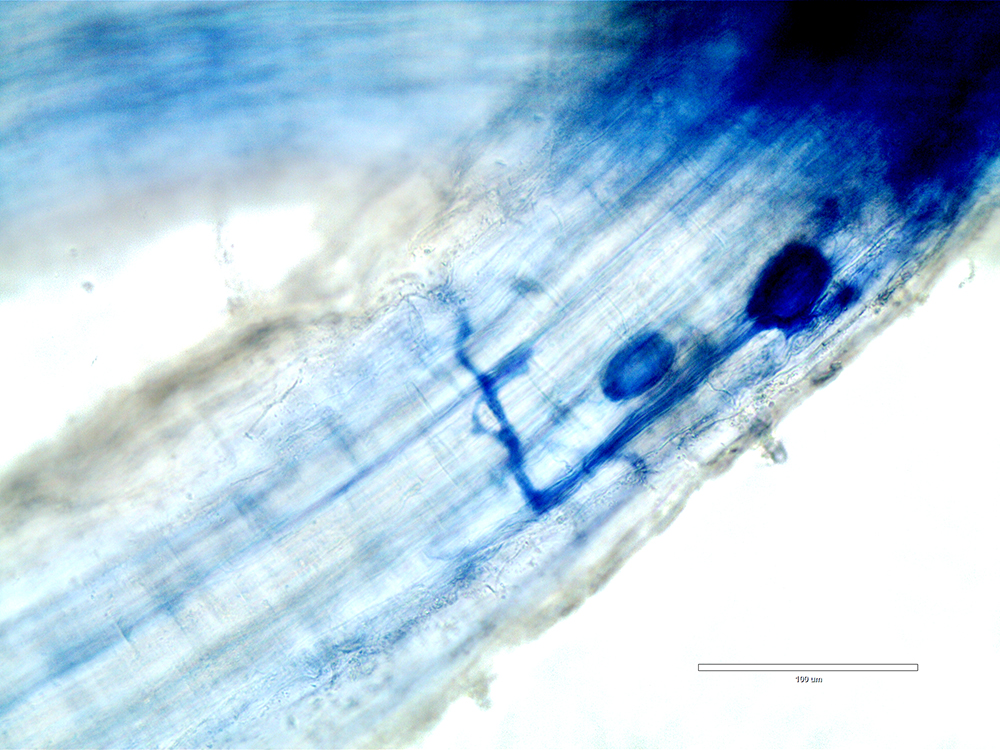Microscopic image of switchgrass root.