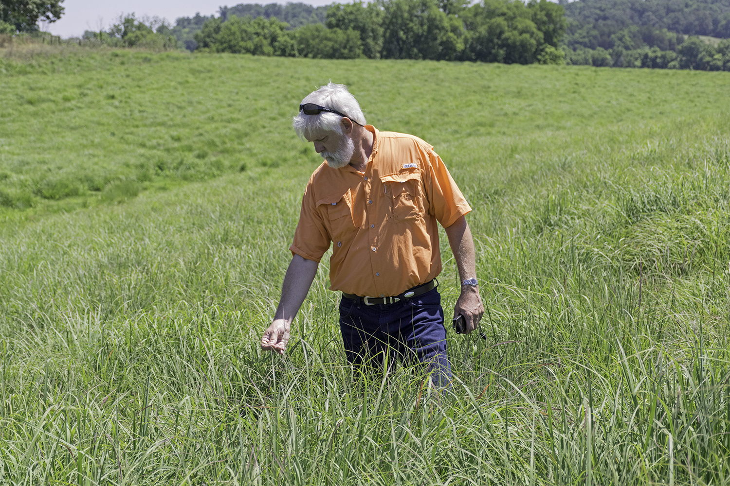 native-grass-college-center-for-native-grasslands-management