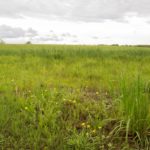 A grassy field sits under a partly cloudy sky.