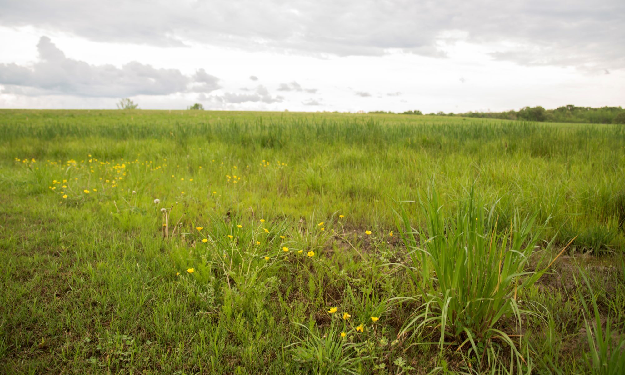 A grassy field sits under a partly cloudy sky.