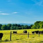 Cows stand in field