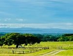 Trees in sunny field