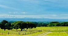 Trees in sunny field