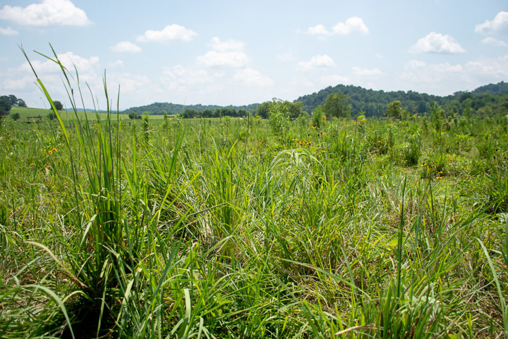 Native forbs and grasses grow in cattle pasture.